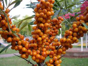 Plantar, cultivar y cuidar el espino amarillo en campo abierto