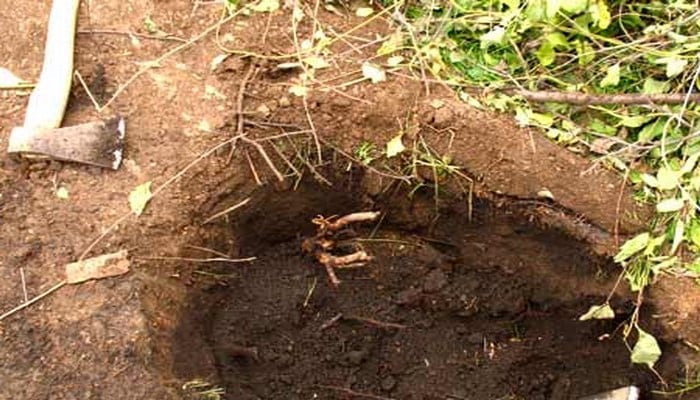 planter des cerises