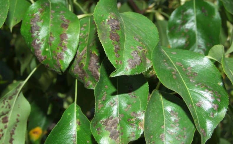 gall mite on a pear