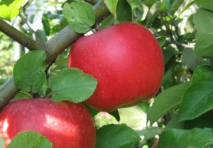 Descripción y características del manzano Auxis, plantación, cultivo y cuidado.