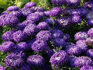 Description and characteristics of annual asters, planting and care features