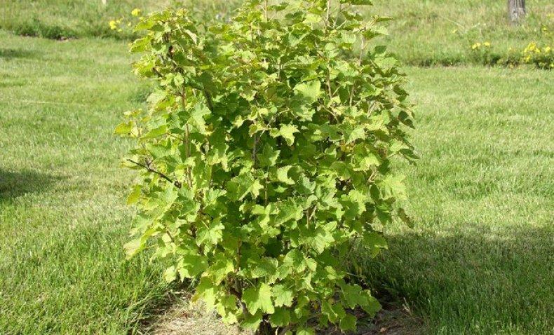 currant pruning