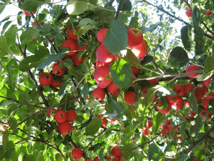 vétéran du pommier