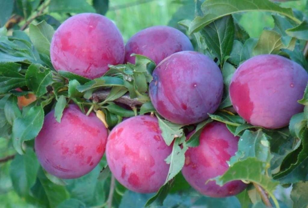 ciruela cereza cometa Kuban