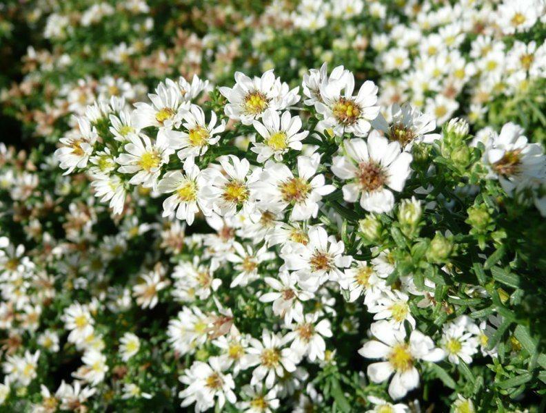 Aster Heather