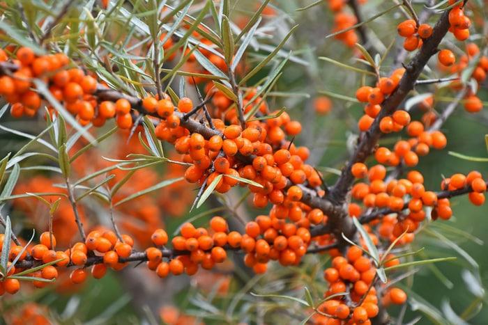 Ripe sea buckthorn