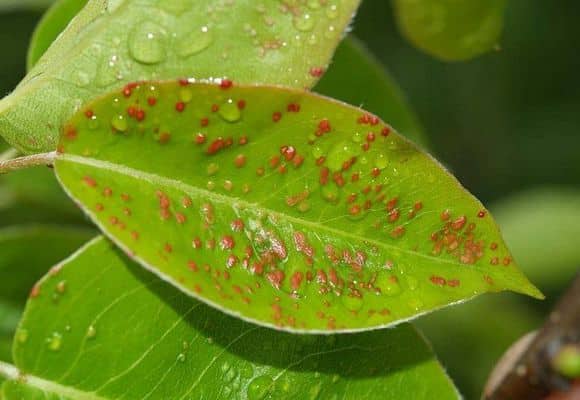 gall mite on a pear