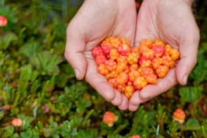 Cómo cultivar moras de nube a partir de semillas en casa, plantar y cuidar.