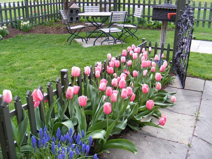 planter des tulipes