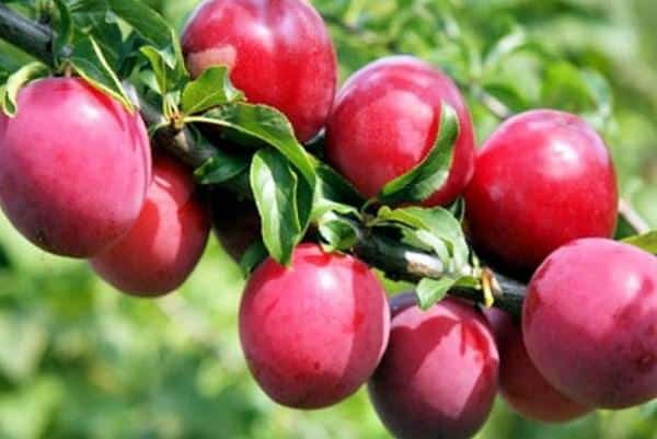 cherry plum Kuban comet