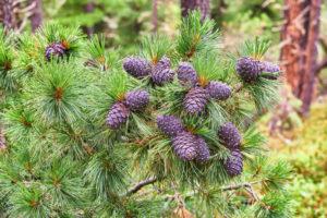 Description of the causes and symptoms of cedar diseases, how to deal with pests