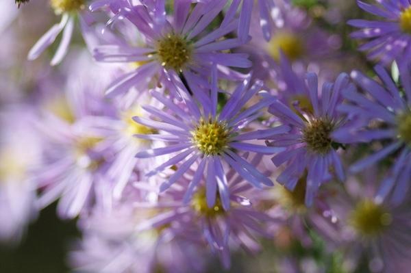 Aster annuel