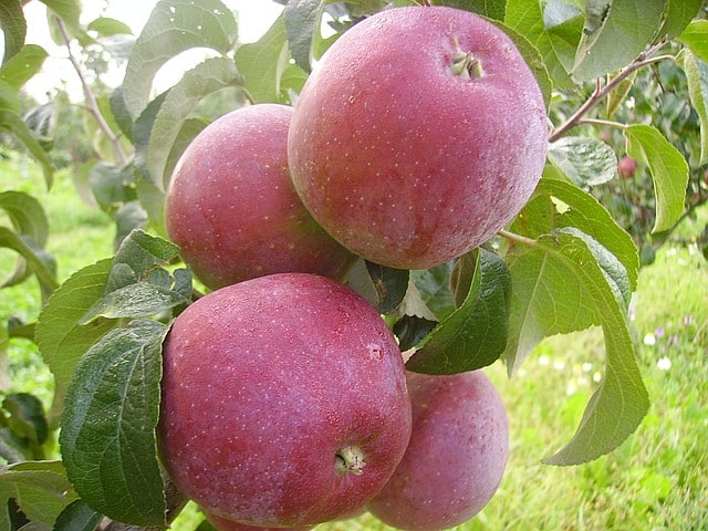 apple tree alesya