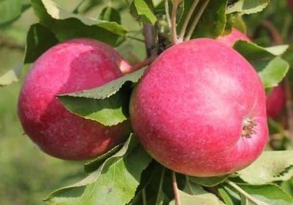 apple tree venyaminovskoe