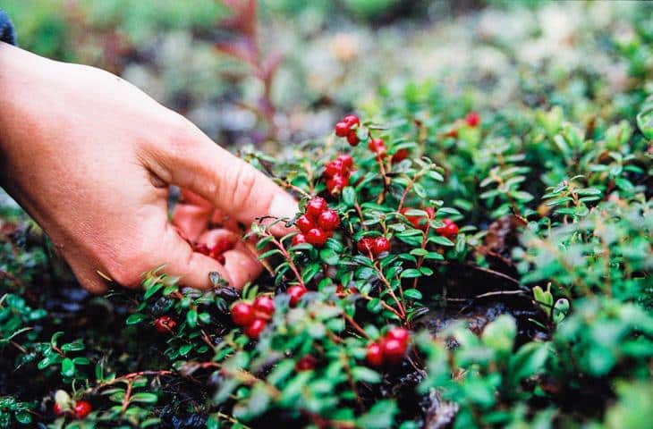 recogiendo arándanos rojos