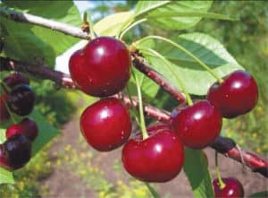 Description et caractéristiques des cerises Zvezdochka, différence par rapport à la variété Nord Star