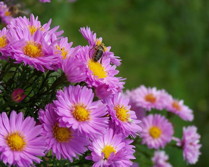 asters avant l'hiver