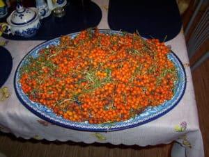 How and when to collect sea buckthorn, industrial and homemade devices