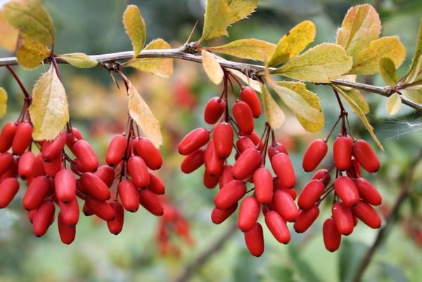 barberry medicinal properties