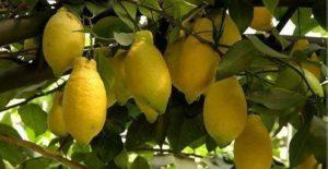 Description du citron Lunario et caractéristiques des soins à domicile