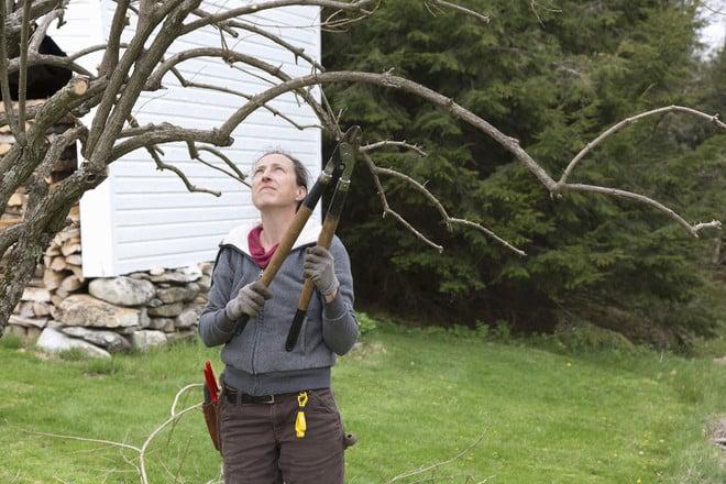 peach pruning