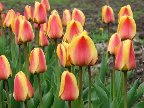 tulipán apeldoorn