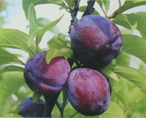 Plum Ailinskaya