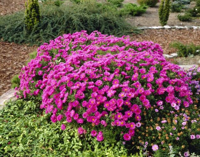 aster nouveau belge