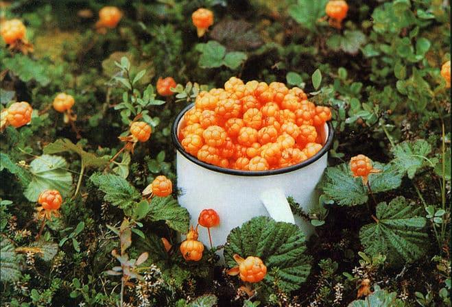 growing cloudberries