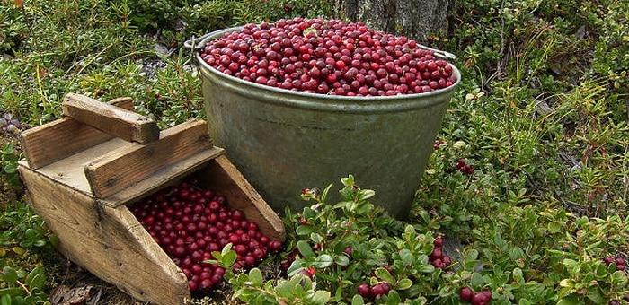 recogiendo arándanos rojos