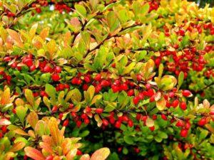 Planting and caring for barberry shrubs in the open field, reproduction and cultivation