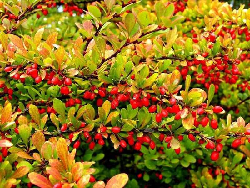 shrub barberry