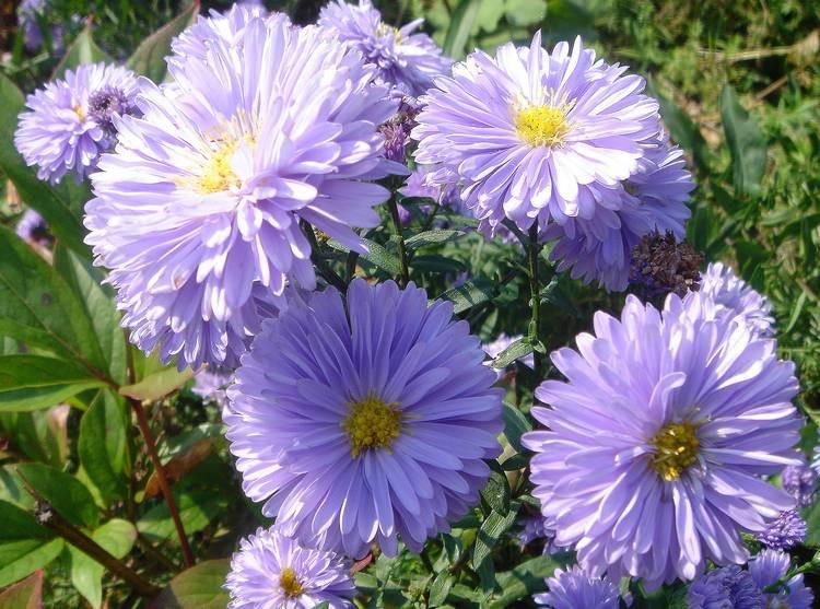 aster nuevo belga