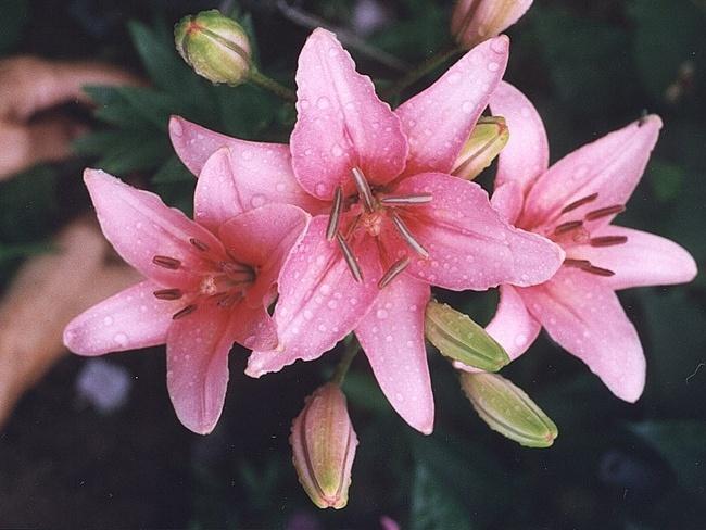 do i need to dig lilies for the winter