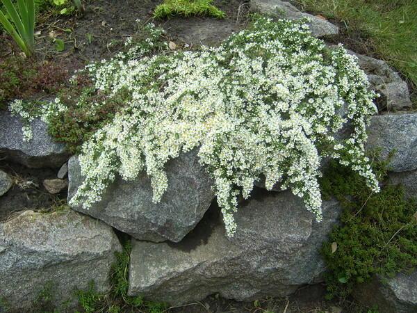 vřes aster