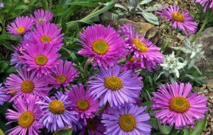 Description des variétés d'asters alpins, culture, plantation et entretien