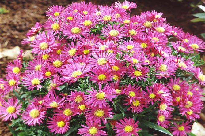 aster nuevo belga