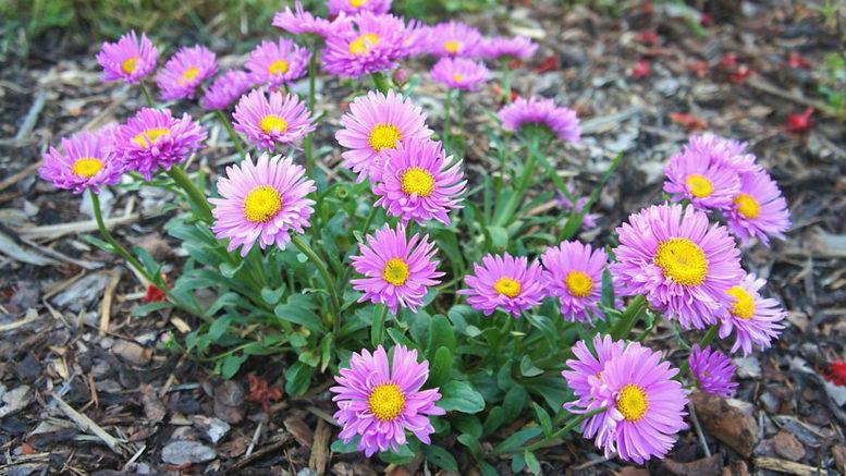 alpine aster