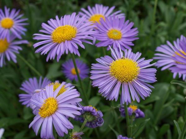 alpine aster