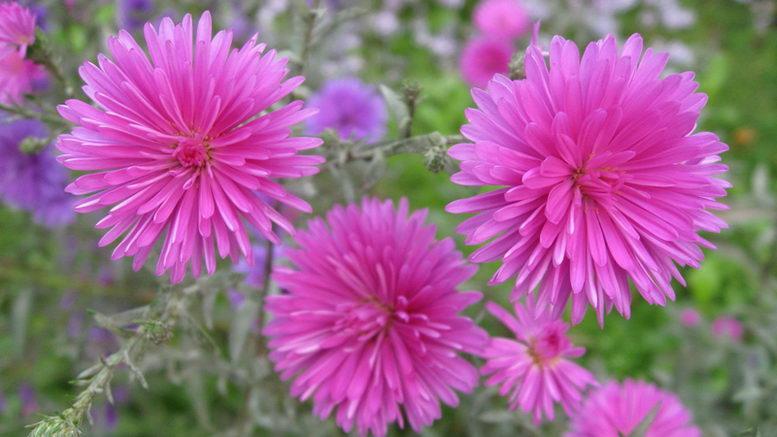 aster chinois rose