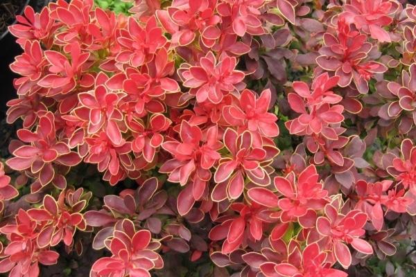 shrub barberry