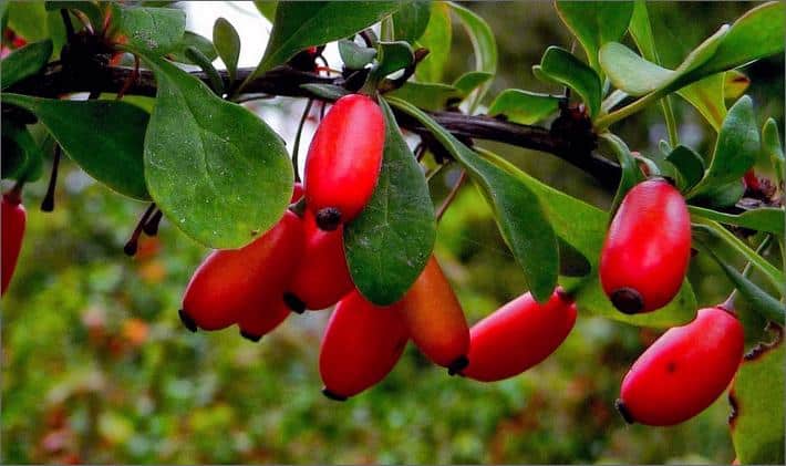 shrub barberry