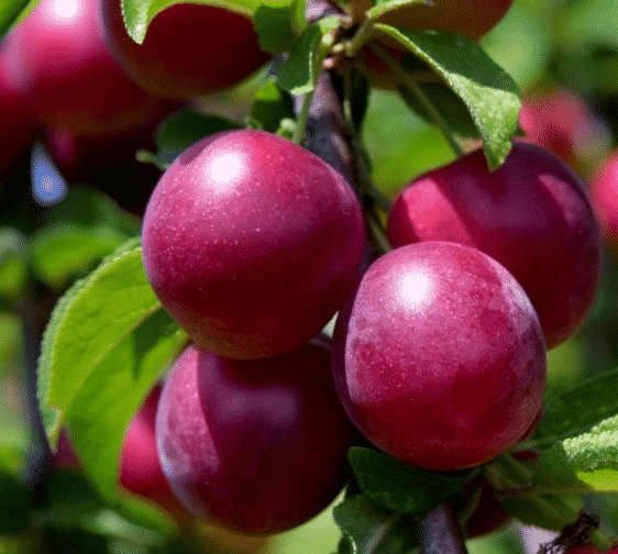 plum uyskaya