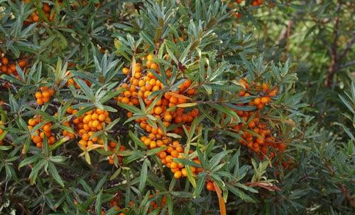 sea ​​buckthorn breeding