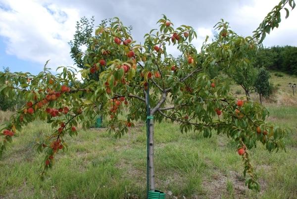 peach pruning