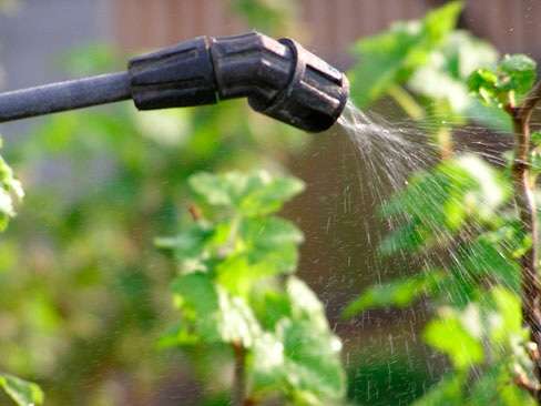 watering the apple tree