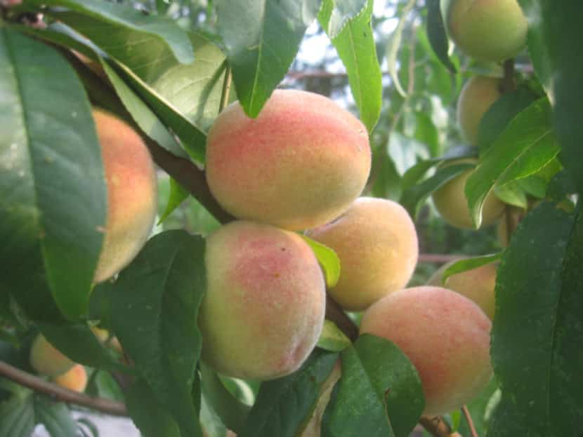 types of peaches