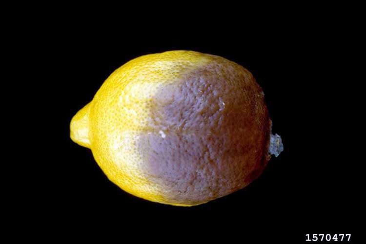 Late blight of citrus