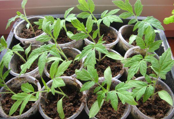 tomato seedlings