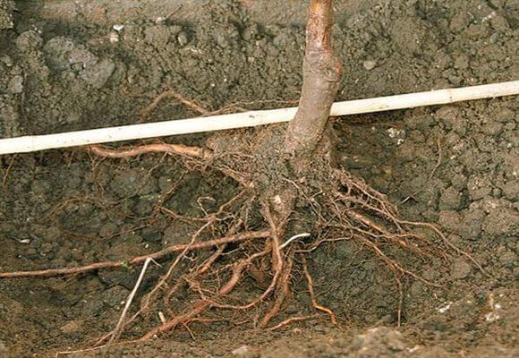 planting an apple tree